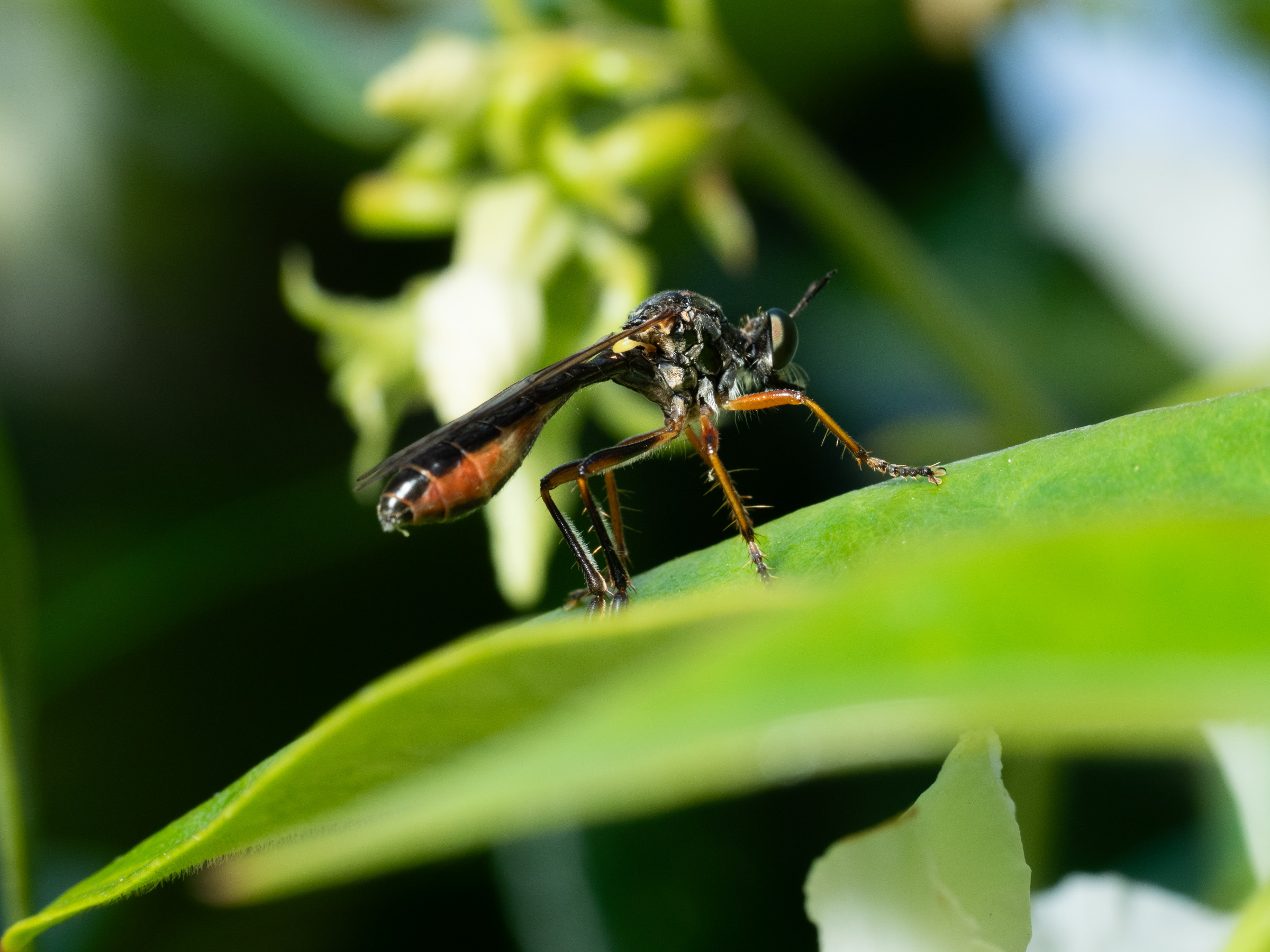 Yellow-legged Robberfly