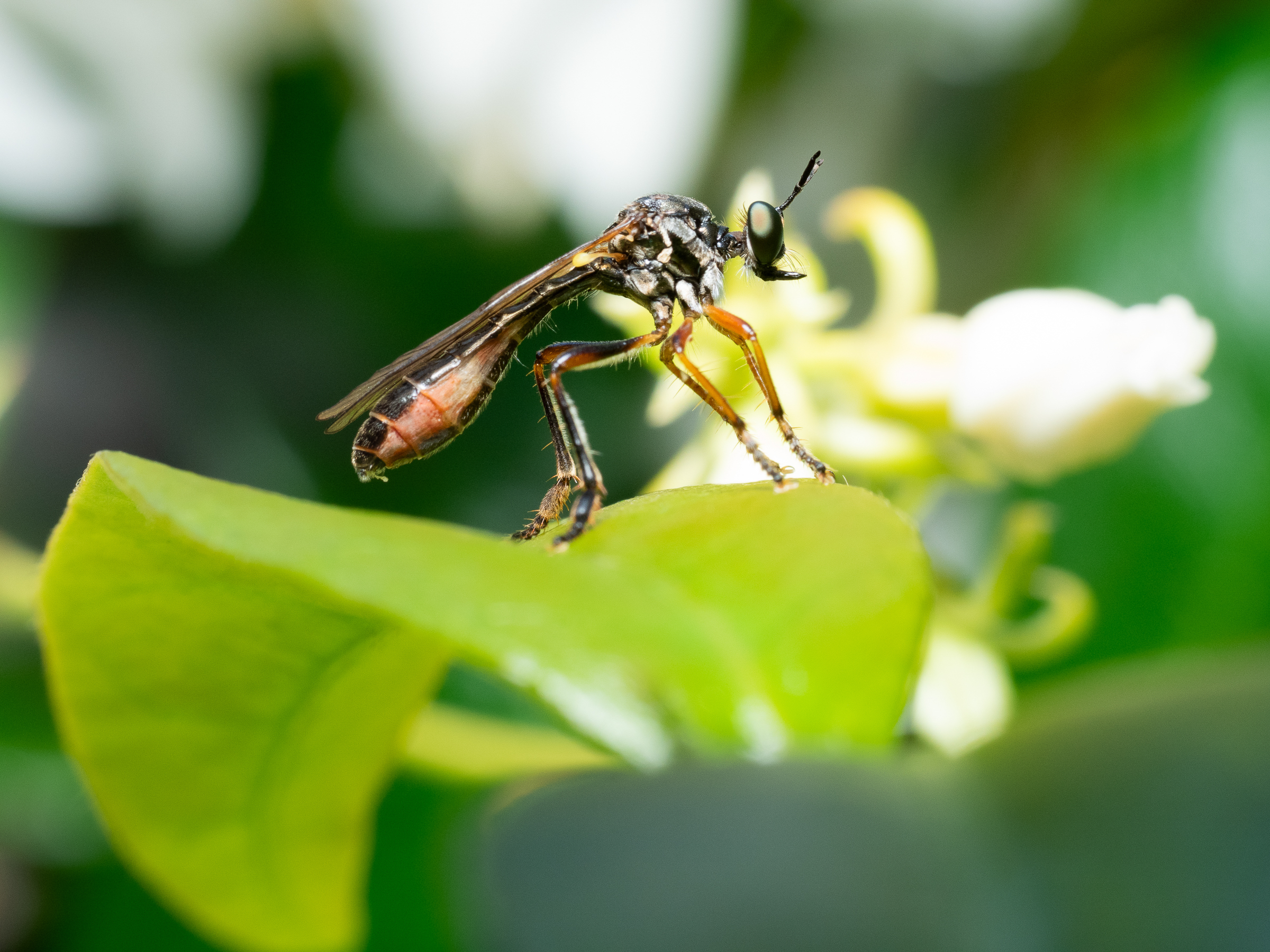 Yellow-legged Robberfly
