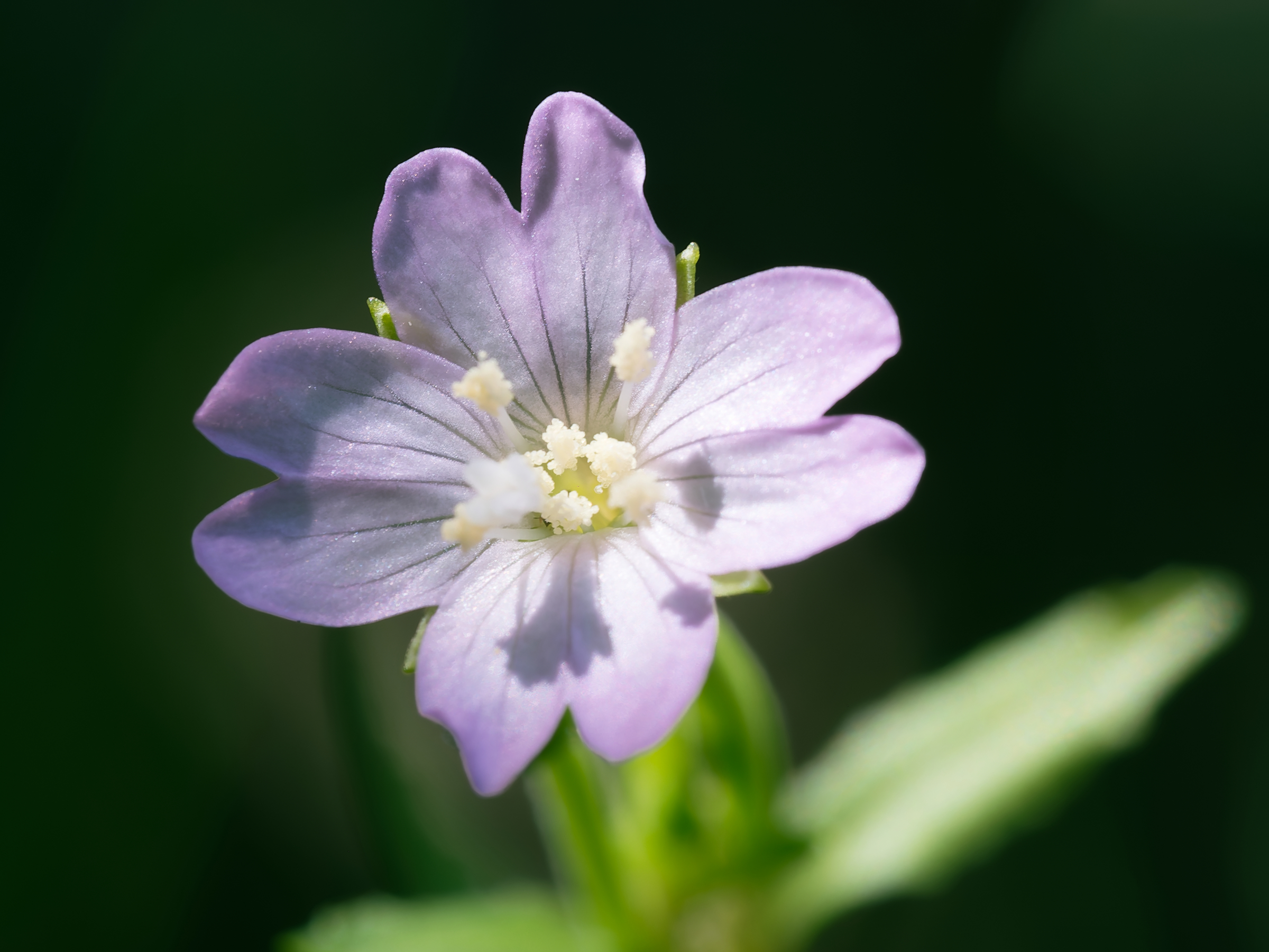 Hoary Willowherb
