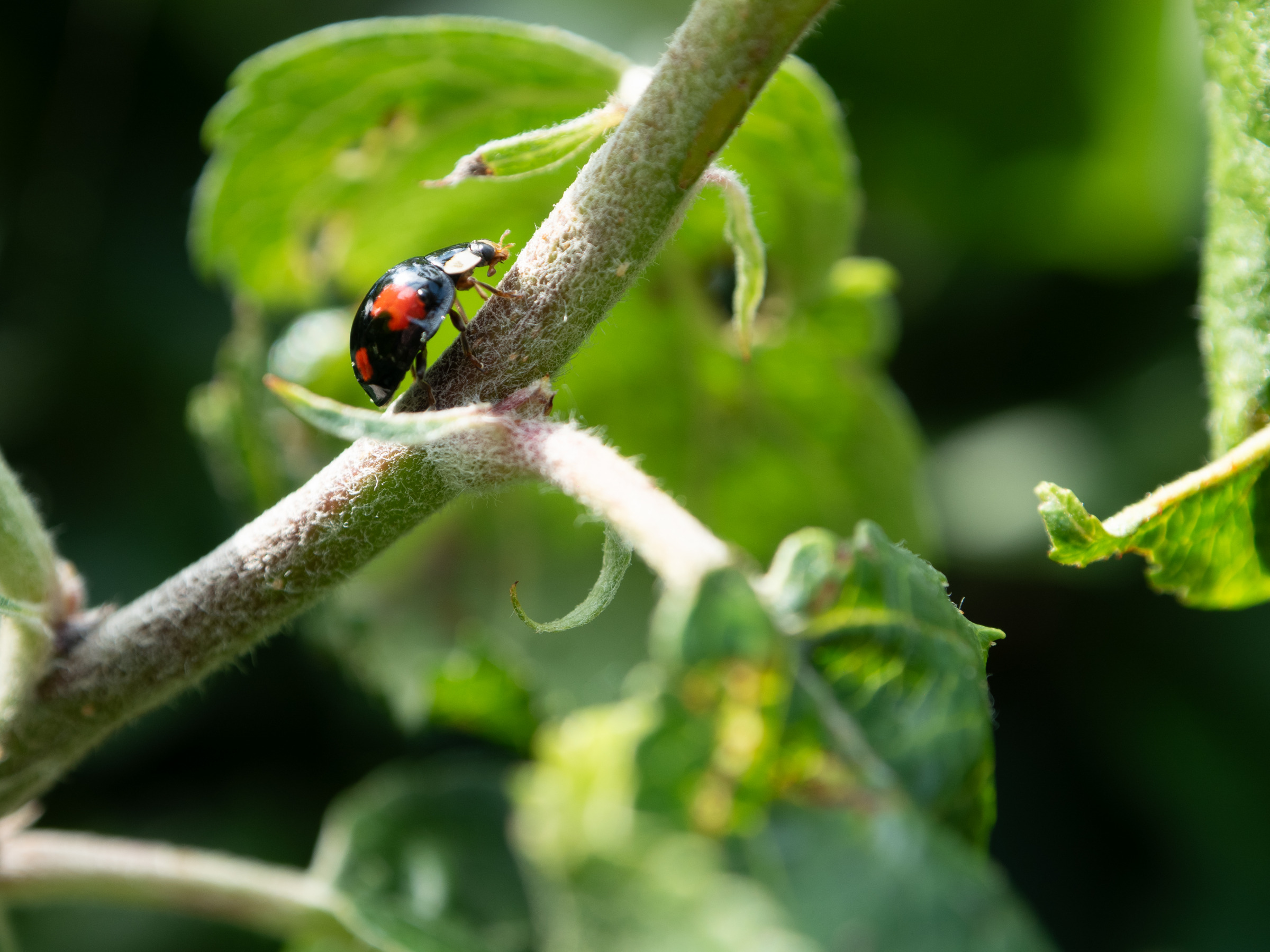 Ladybird